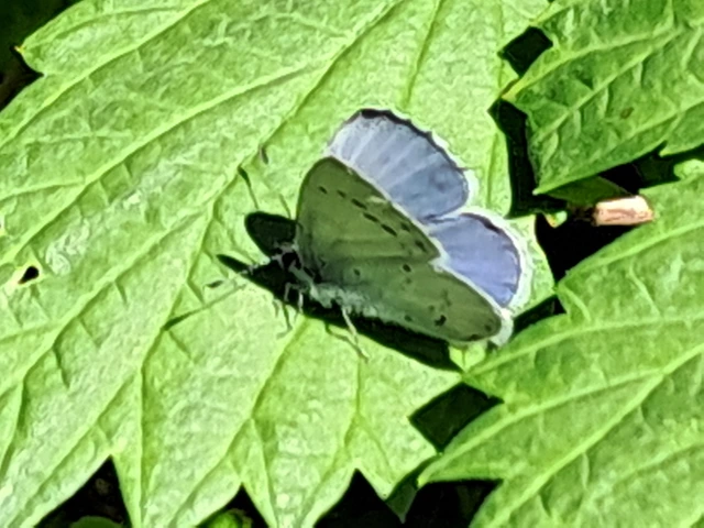 Celastrina argiolus - bengeboglárka