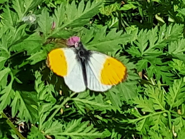 Anthocharis cardamines - hajnalpírlepke