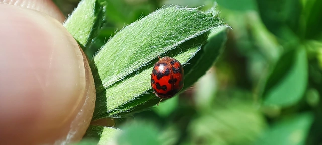 Subcoccinella vigintiquatuorpunctata - lucernaböde