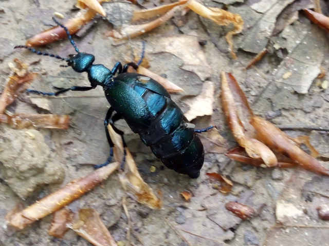Meloe violaceus - kék nünüke