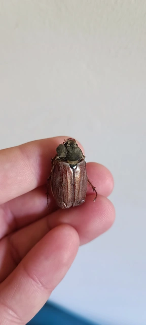 Melolontha melolontha - májusi cserebogár