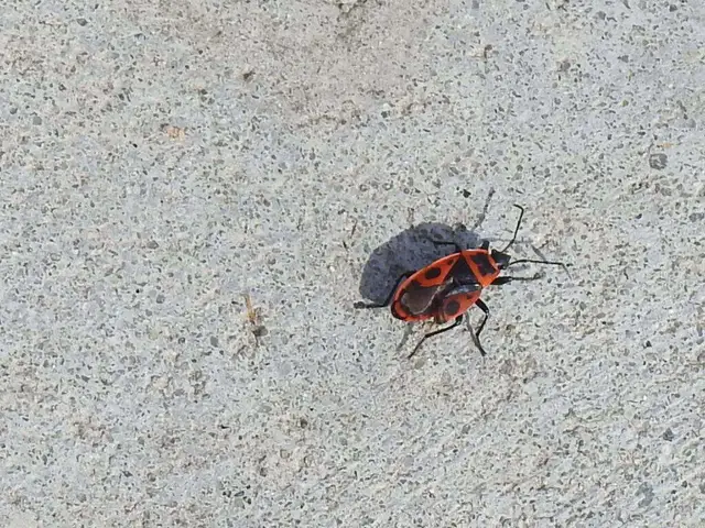Pyrrhocoris apterus - verőköltő poloska