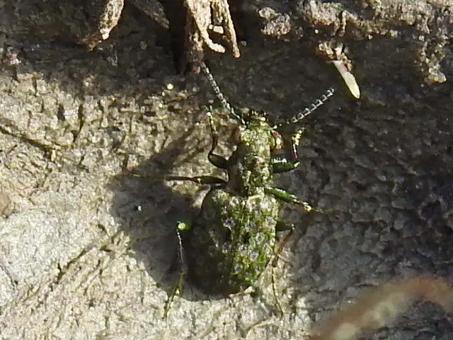 Elaphrus riparius - közönséges iszapfutó