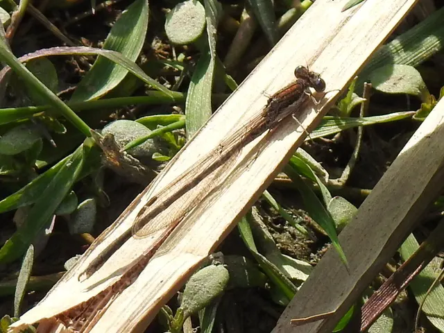 Sympecma fusca - téli rablószitakötő