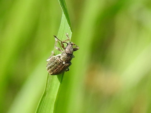 Phyllobius pyri - gyümölcsfa-levélormányos