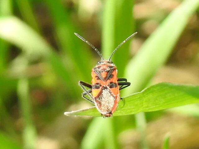 Corizus hyoscyami - piros karimáspoloska