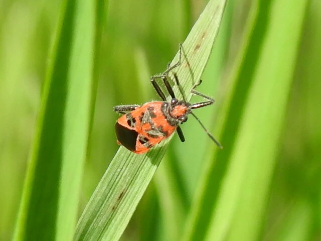 Corizus hyoscyami - piros karimáspoloska