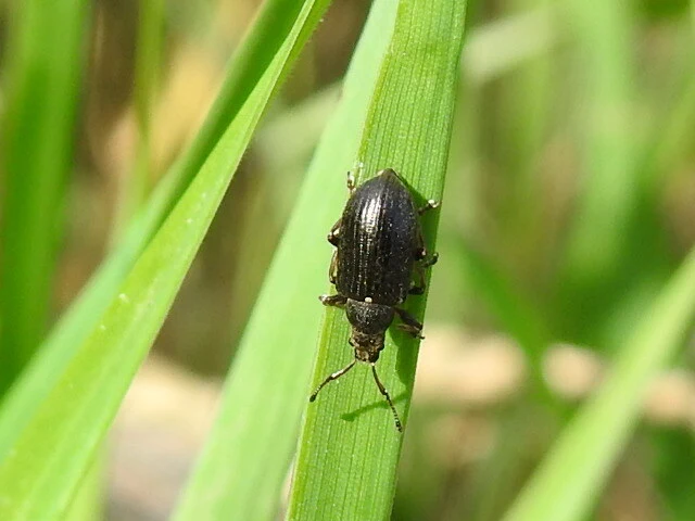 Phyllobius pyri - gyümölcsfa-levélormányos