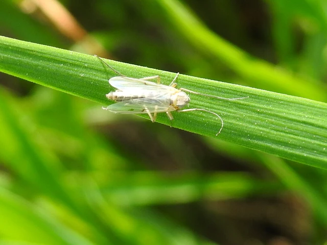 Chironomidae - árvaszúnyogok
