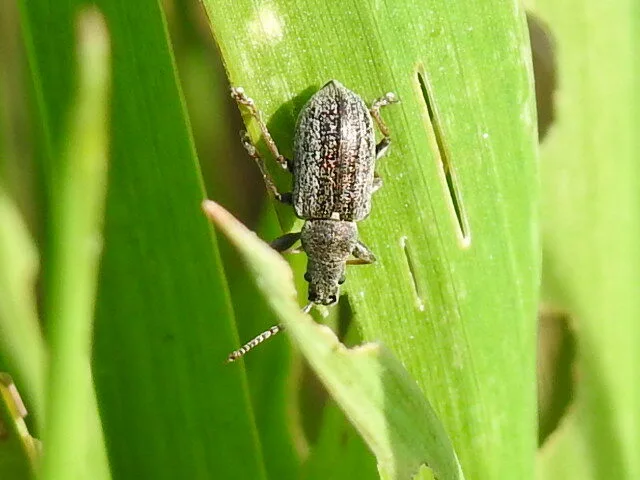 Phyllobius pyri - gyümölcsfa-levélormányos