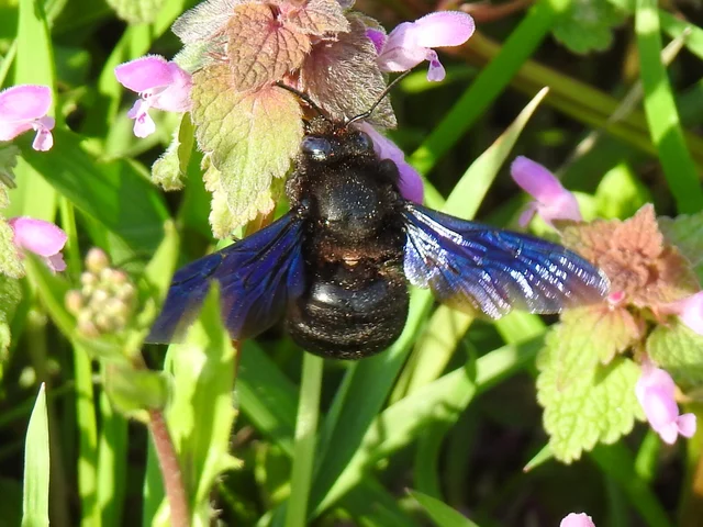 Xylocopa