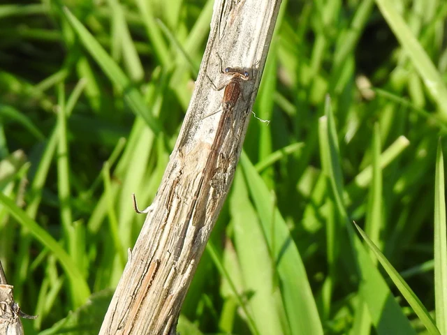 Sympecma fusca - téli rablószitakötő
