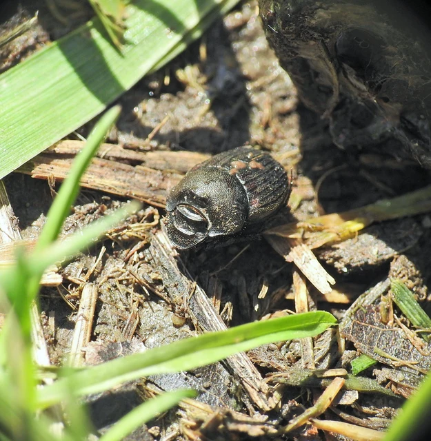 Onthophagus verticicornis - fekete trágyatúró
