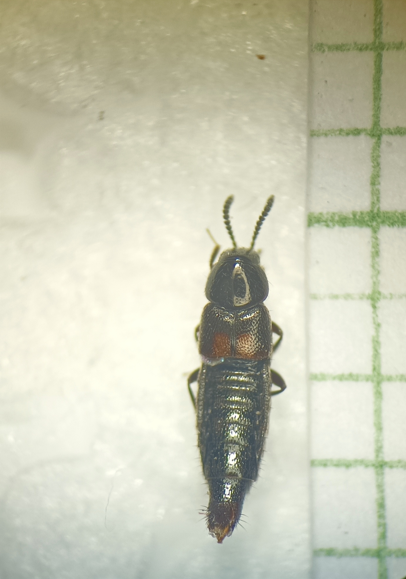 Aleochara bipustulata - kétfoltos fürkészholyva