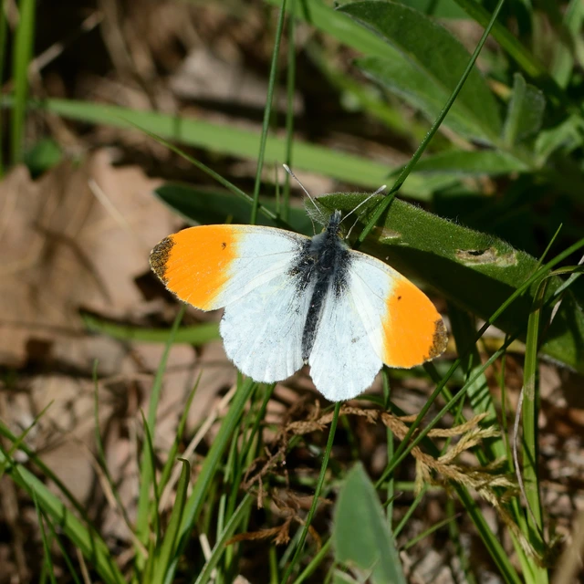 Anthocharis cardamines - hajnalpírlepke