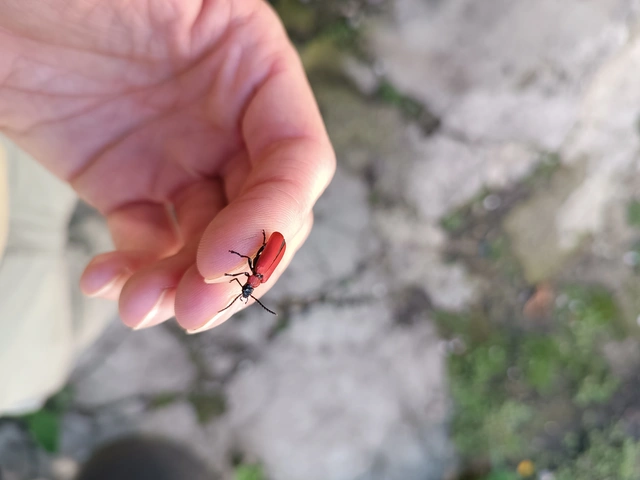Pyrochroa coccinea - nagy bíborbogár
