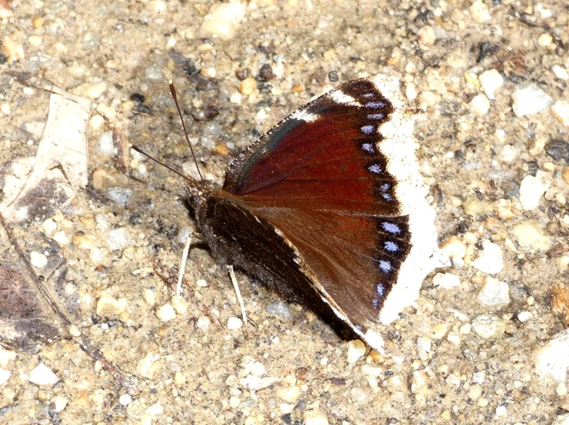 Nymphalis antiopa - gyászlepke