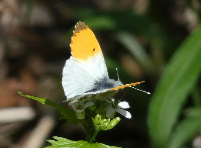 Anthocharis cardamines - hajnalpírlepke