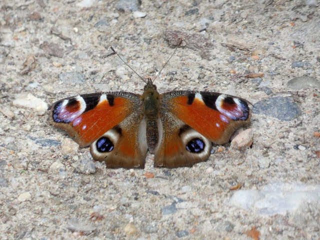 Nymphalis io - nappali pávaszem