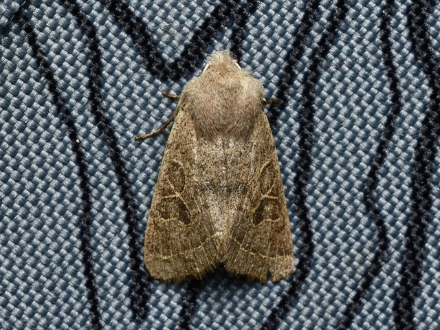 Orthosia cerasi - közepes barkabagoly