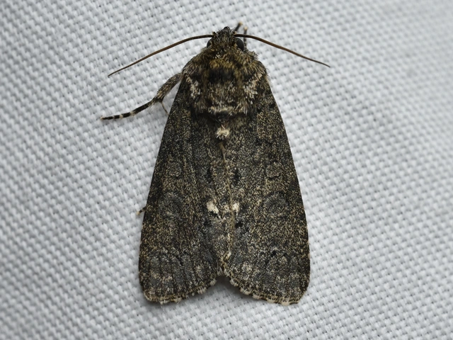 Acronicta rumicis - sóska-szigonyosbagoly