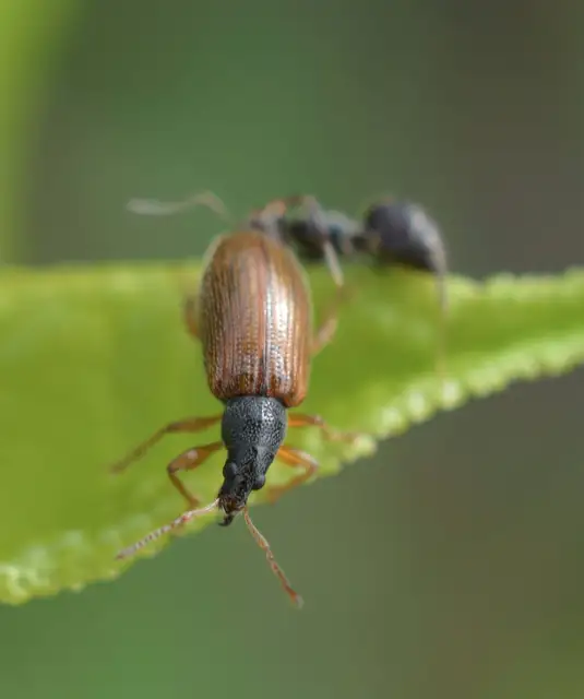 Phyllobius oblongus - közönséges levélormányos