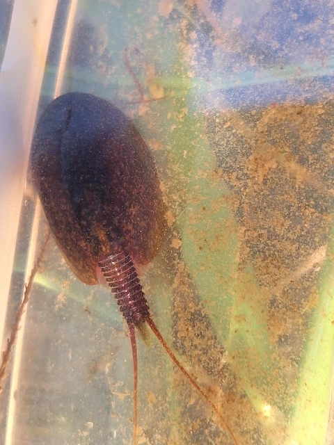 Crustacea - Rákok