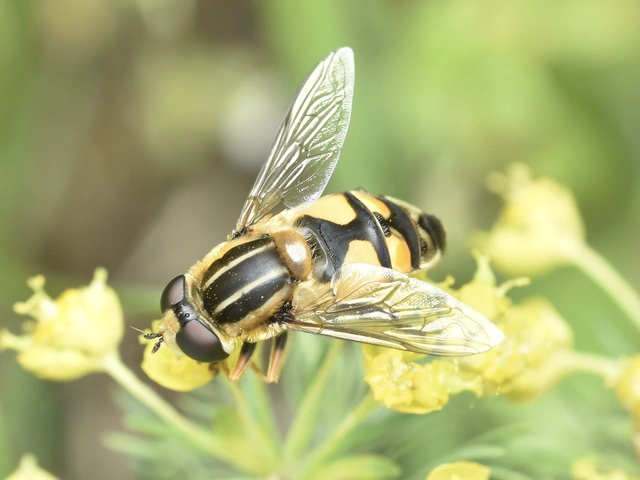 Helophilus