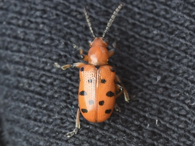 Crioceris duodecimpunctata - tizenkétpontos spárgabogár
