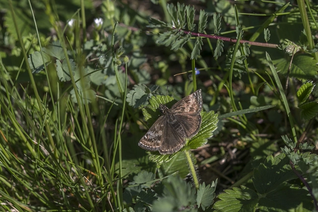Erynnis tages - cigánylepke