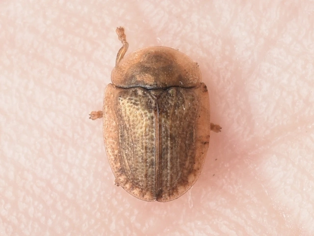 Hypocassida subferruginea - közönséges bordáspajzsbogár