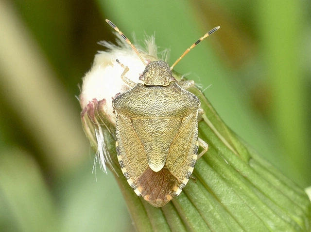 Peribalus strictus - tavaszi címerespoloska Peribalus strictus - tavaszi címerespoloska