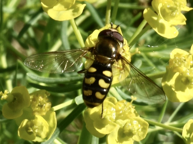 Syrphidae - zengőlegyek