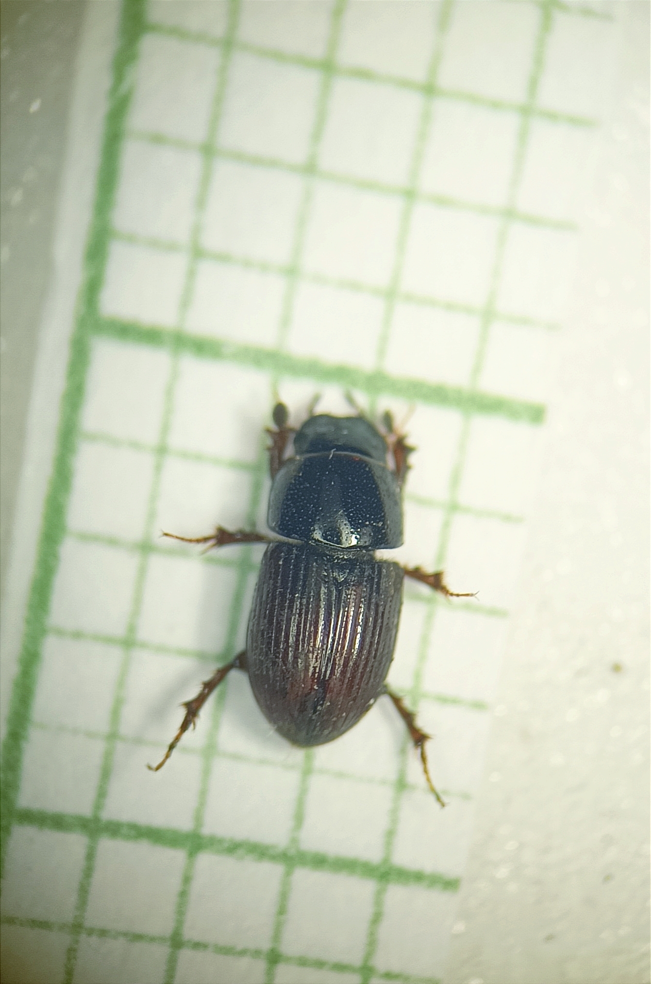 Aphodius pusillus - apró trágyabogár