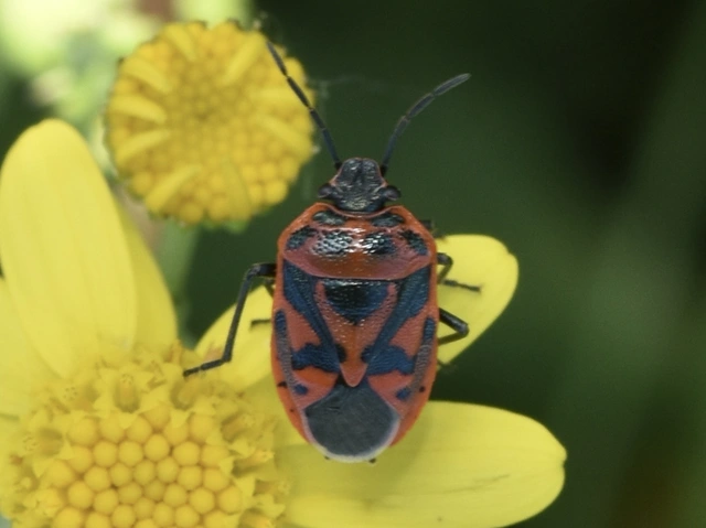 Eurydema ornata - díszespoloska Eurydema ornata - díszespoloska