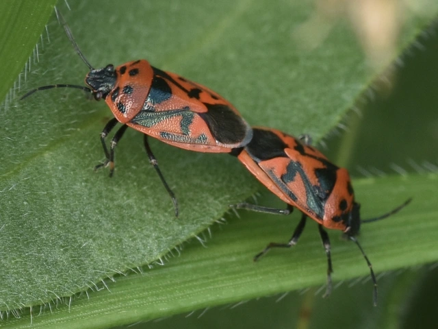 Eurydema ornata - díszespoloska Eurydema ornata - díszespoloska