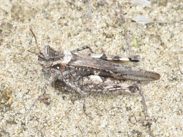 Acrotylus insubricus - önbeásósáska