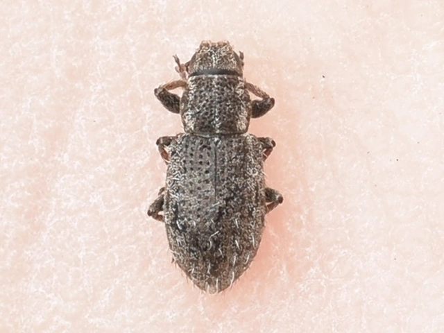 Sitona hispidulus - szőrös csipkézőbogár