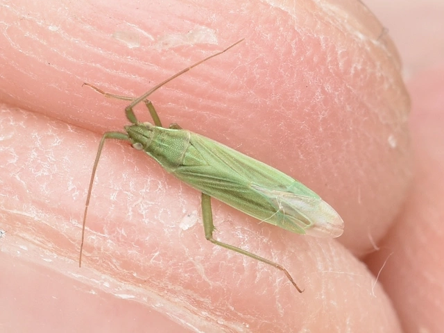 Stenodema calcarata - sarkantyús mezeipoloska