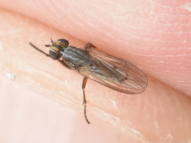 Sciomyzidae - szarvaslégyfélék