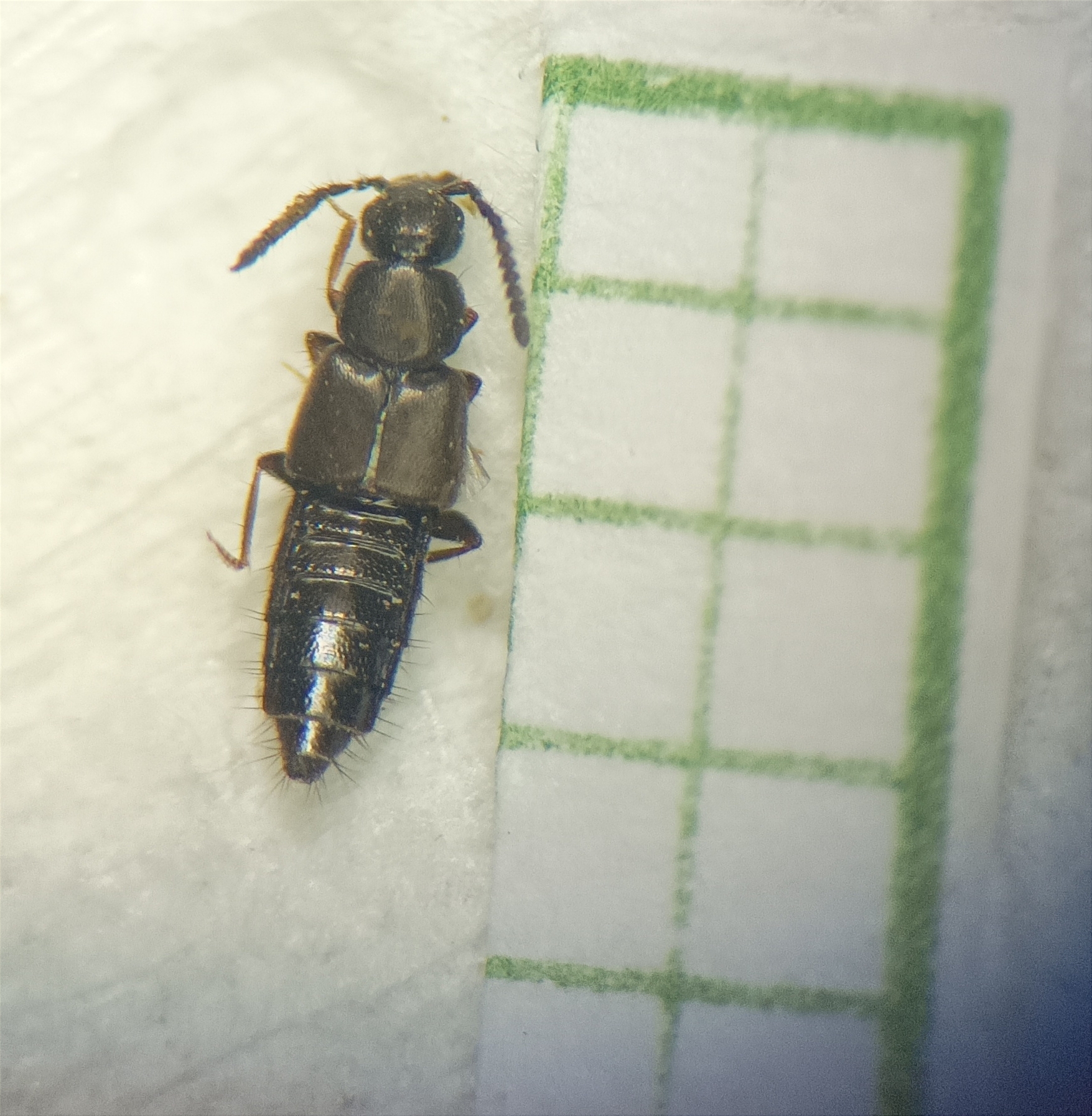 Atheta hygrotopora - csermelyfutó penészholyva