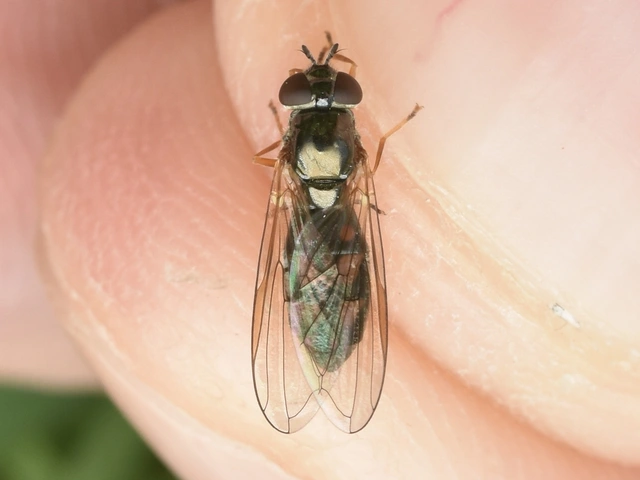 Syrphidae - zengőlegyek