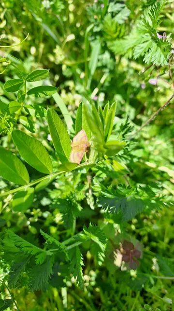 Lythria purpuraria - bíborsávos araszoló
