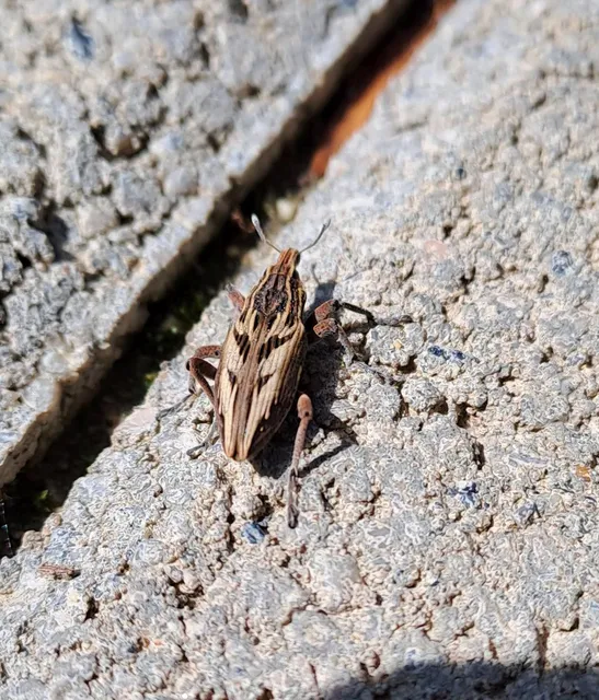 Coniocleonus nigrosuturatus - nyíljegyes barkó