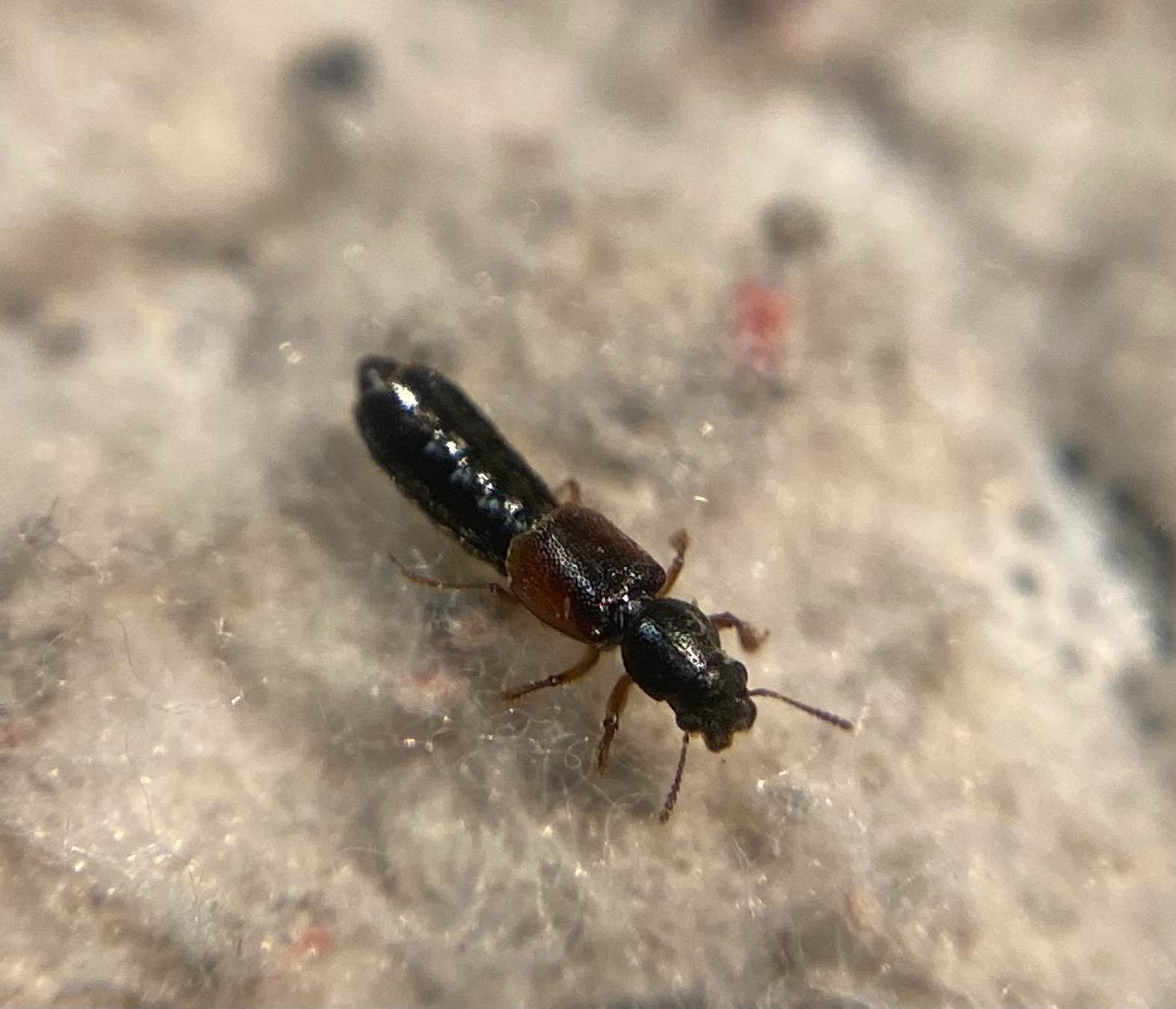 Bledius dissimilis - közönséges ásóholyva