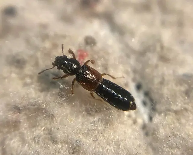 Bledius dissimilis - közönséges ásóholyva Bledius dissimilis - közönséges ásóholyva