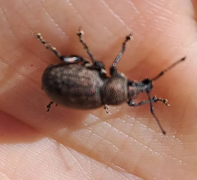 Otiorhynchus ligustici - vincellér-gyalogormányos