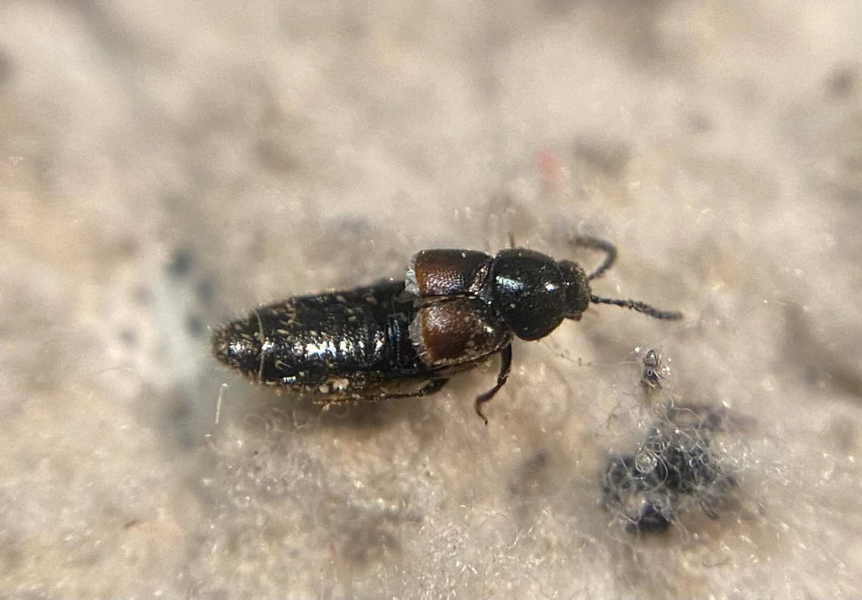 Aleochara laevigata - sima fürkészholyva