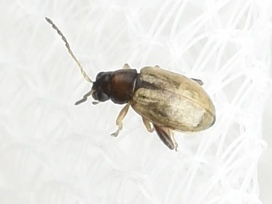 Longitarsus