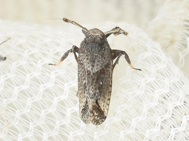 Asiraca clavicornis